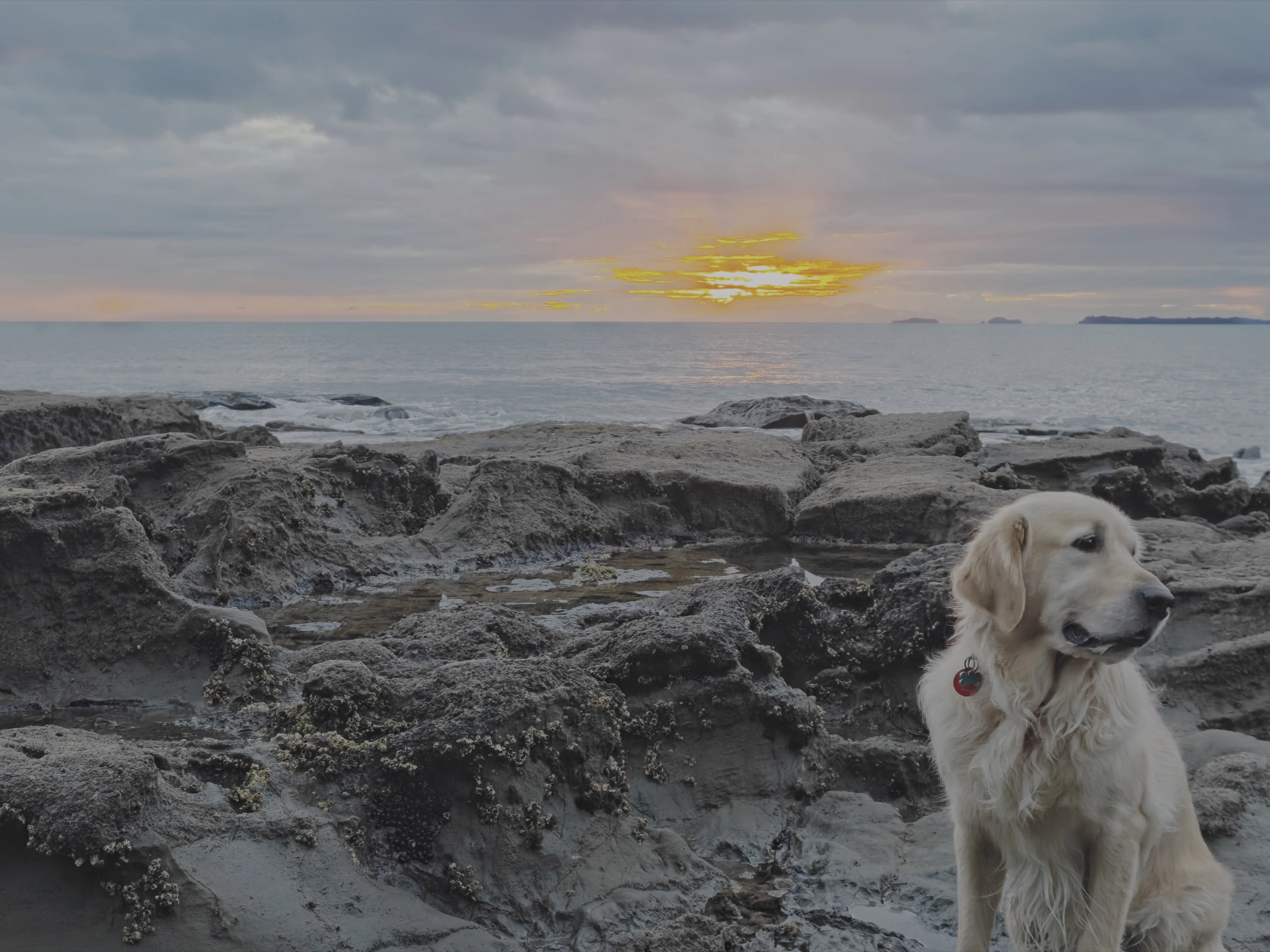 A golden retriever sitting on coastal rocks at sunset