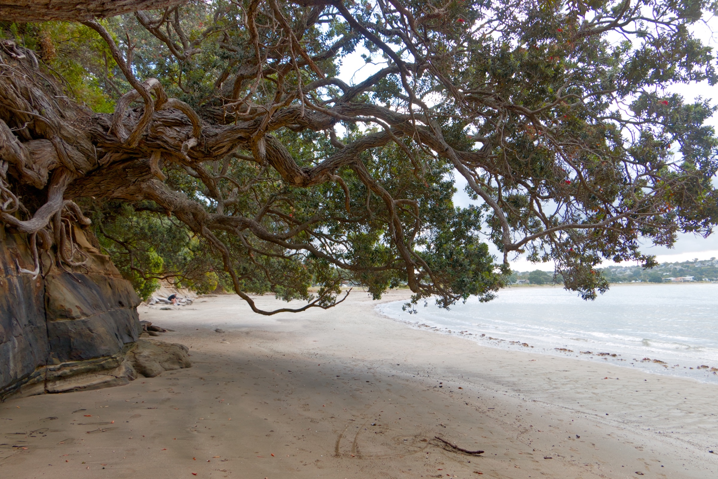 Pōhutukawa branches reaching over the sand and casting shade beside the water at Big Manly Beach